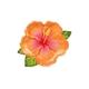 TALERZYKI PAPIEROWE "TROPIKALNE KWIATY - ALOHA" 26cm/22cm 1opak./6szt.