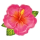 TALERZYKI PAPIEROWE "TROPIKALNE KWIATY - ALOHA" 26cm/22cm 1opak./6szt.